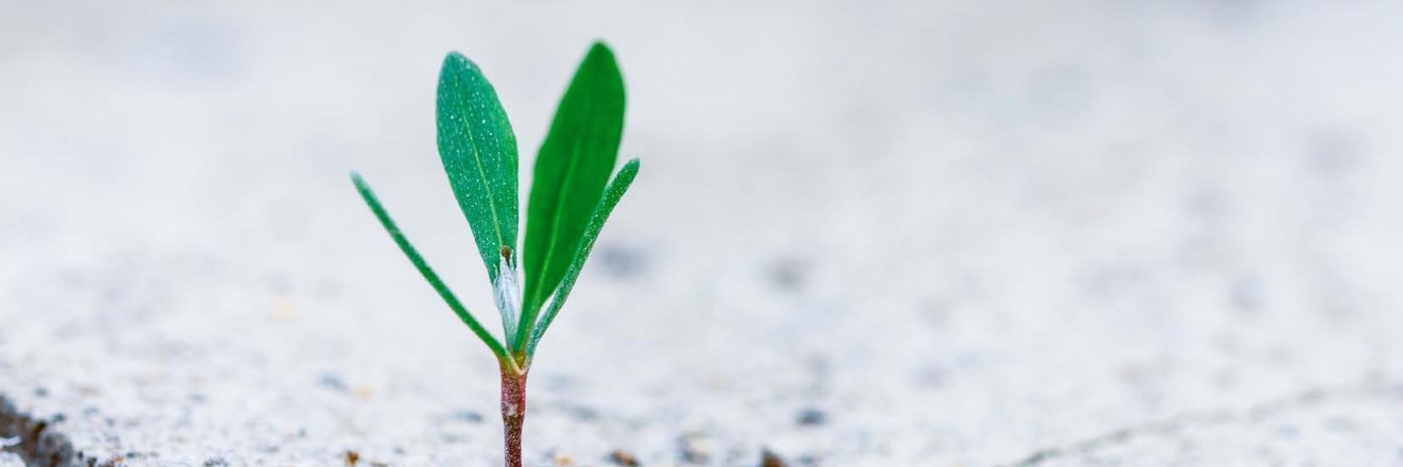 Impulsando el crecimiento de negocios verdes