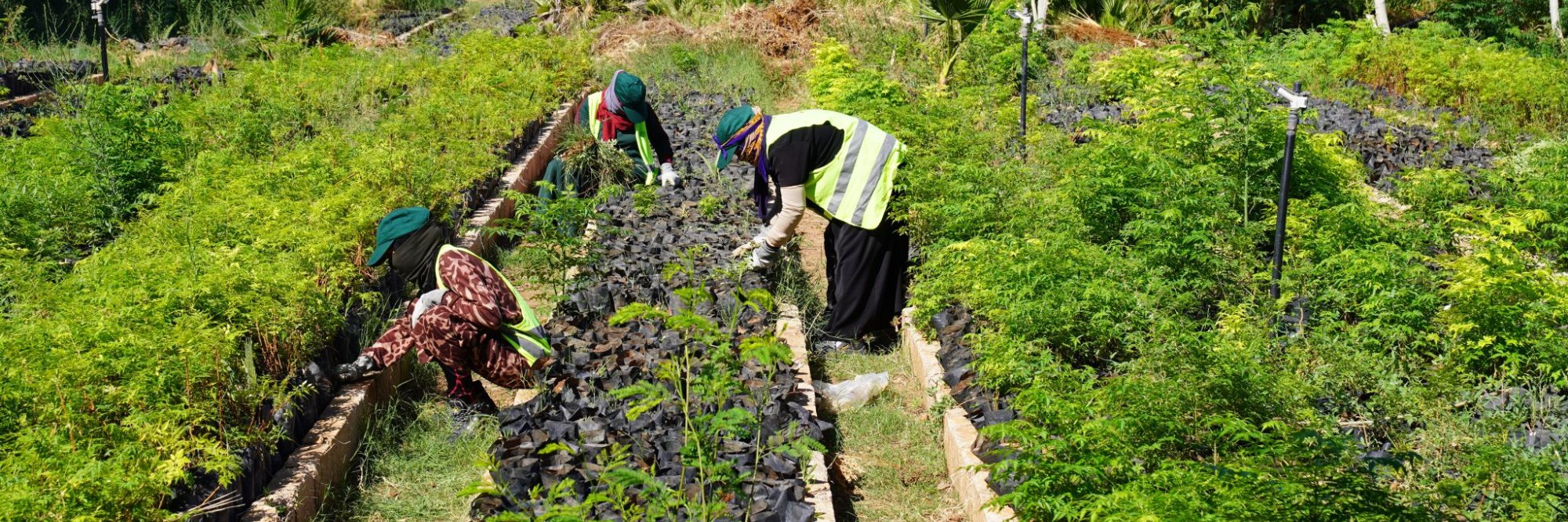 Exploring Green Works